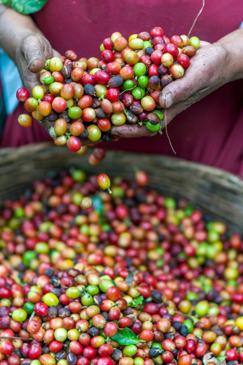 Exploring Coffee Varieties: Geisha, Bourbon, and More - Tapestry Coffee