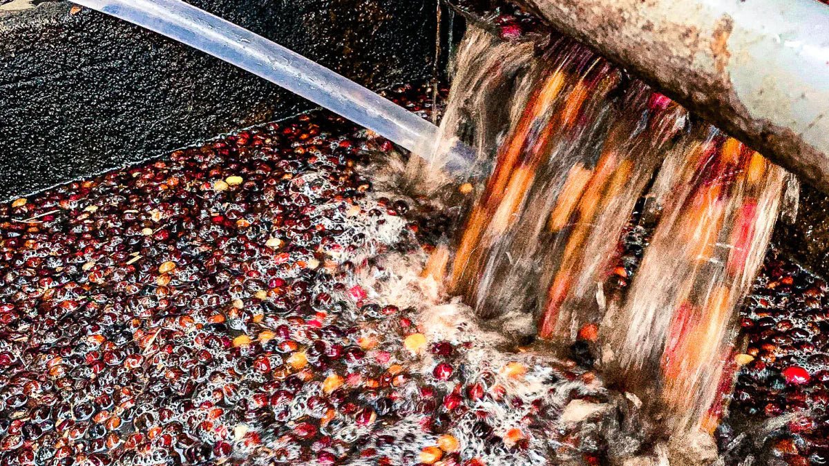 A Beginner's Guide to Experimental Coffee Processing - Tapestry Coffee