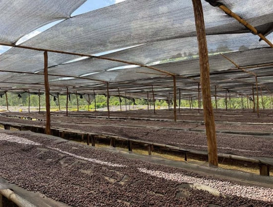 coffee varietal on drying bed in ethiopia