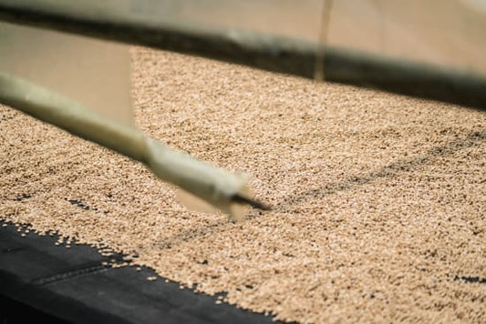 a bed of coffee seeds drying